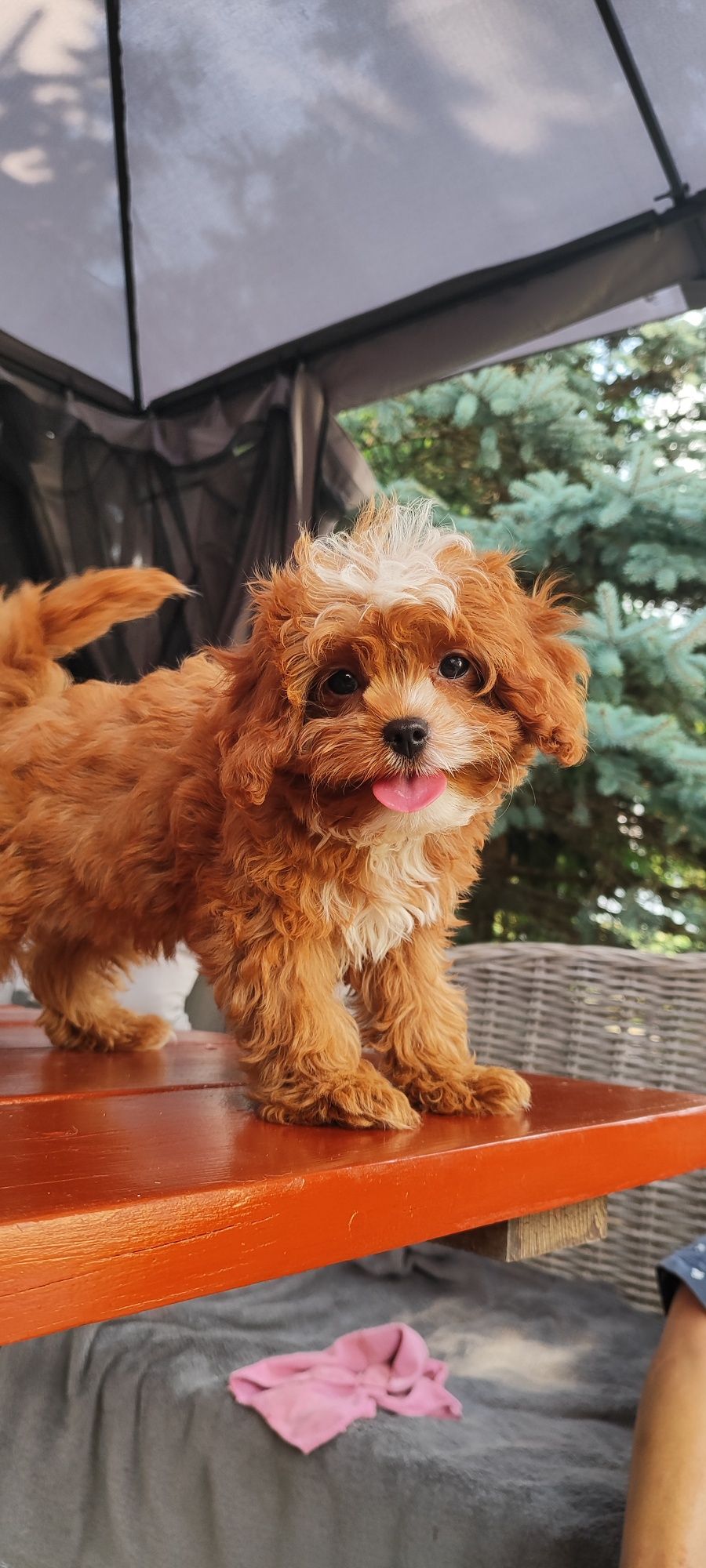 Uroczy Piesek Cavapoo  • GOTOWE DO ODBIORU •