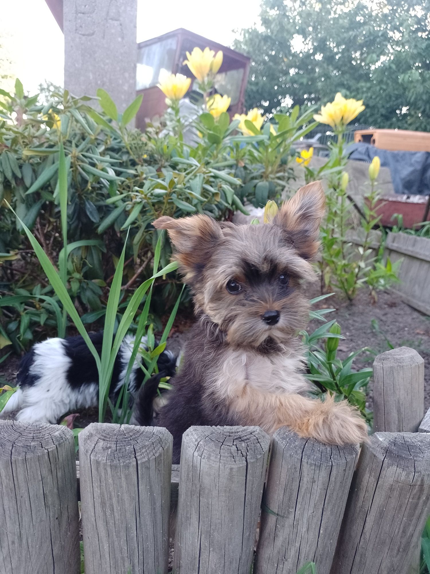 Piękny chlopczyk Yorkshire terrier