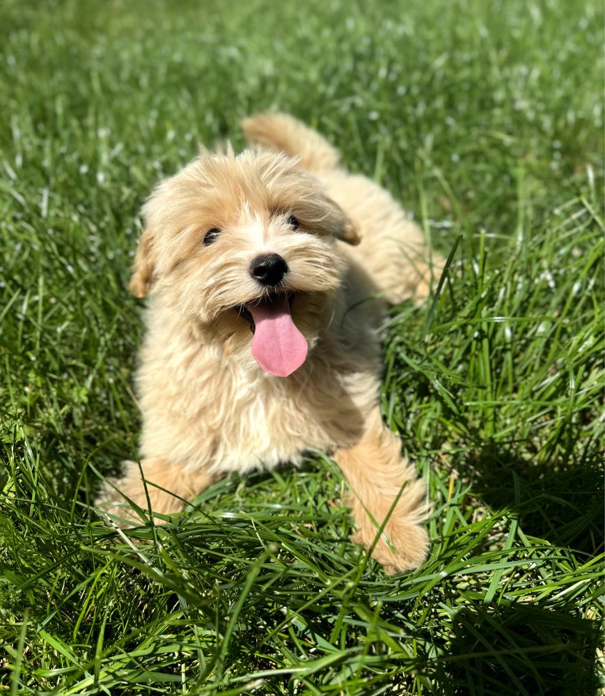 Maltipoo biszkoptowy piesek