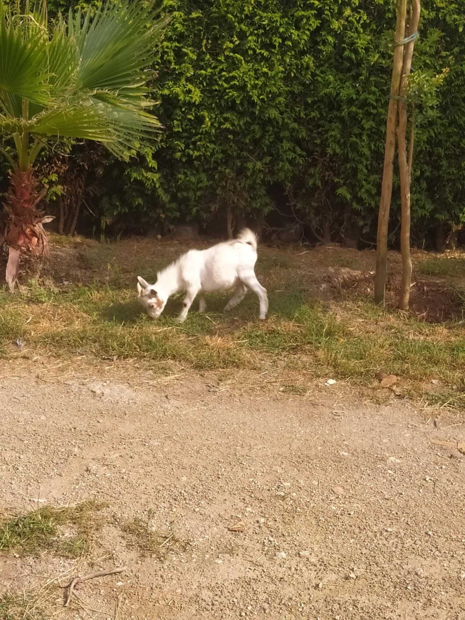 cabrito micro anao 4 meses branquinho