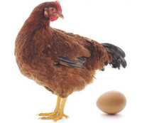 Інкубаційне яйце продаж породи Ломан Браун