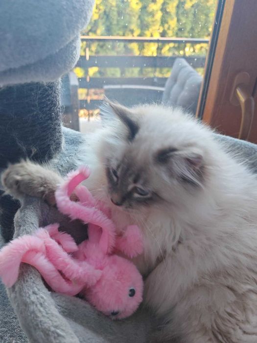 Koteczka syberyjska Neva Masquerade czeka na nowy dom.