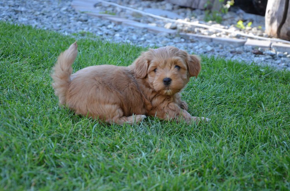 hawańczyk wspaniały piesek YUPPI  ZKwP/FCI