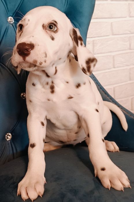 Dalmatyńczyk urocza unikatowa  suczka