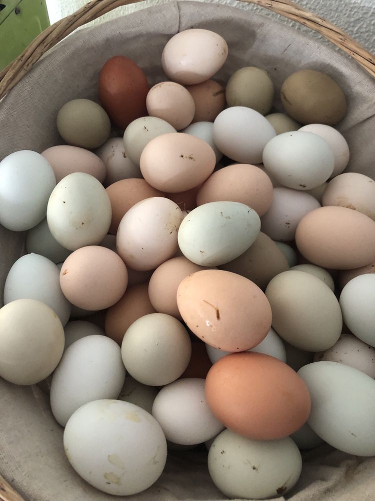 Ovos galados - algumas raças