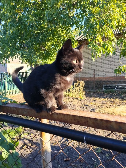 Кошеня безкоштовно