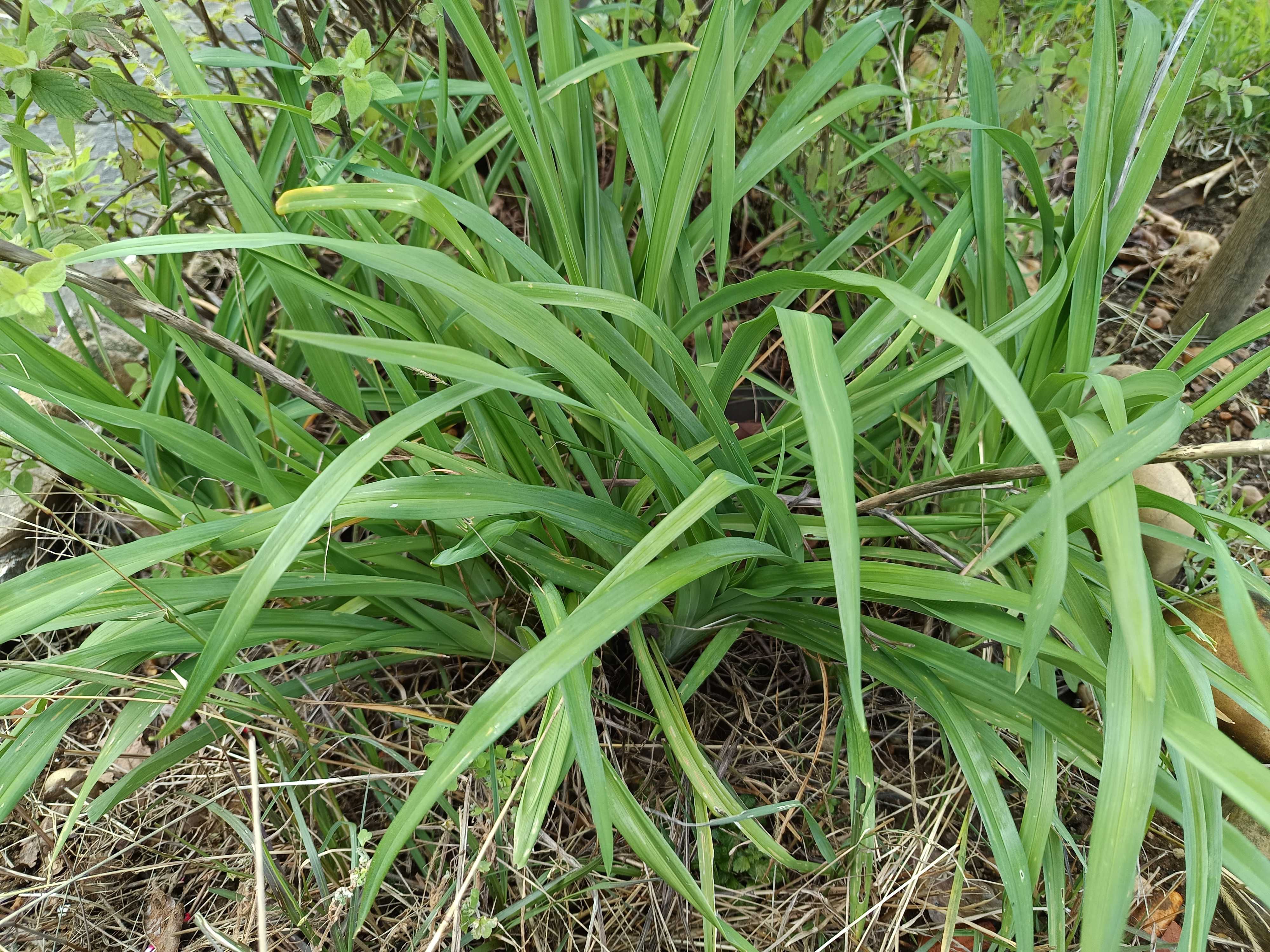 Hemerocallis fulva