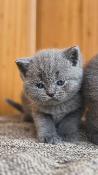 Британські прямовухі кошенята