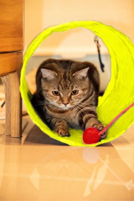 zestaw zabawek dla kota interaktywny tunel piłeczki 21 elementów