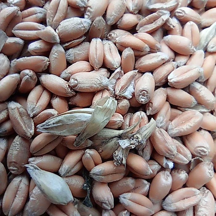 Продам пшеницю озимо-яра  (дворучка) ячмінь (ярий) із під комбайна