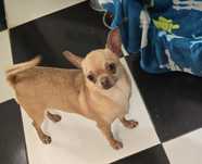 Suczka chihuahua