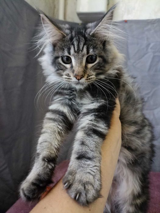 Котенок Мейн Кун девочка