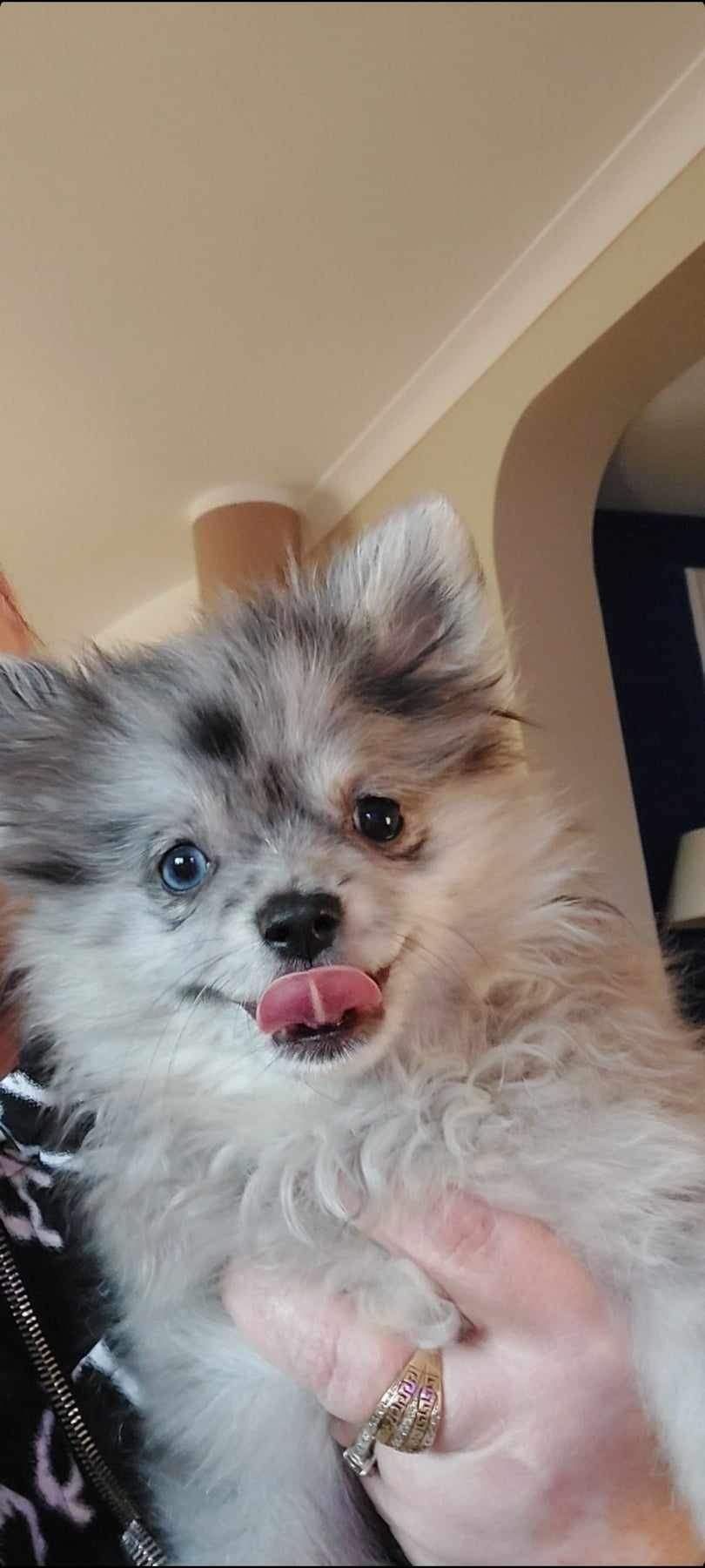 Psy rasowe Suka Pomeranian blue meble z niebieskim okiem