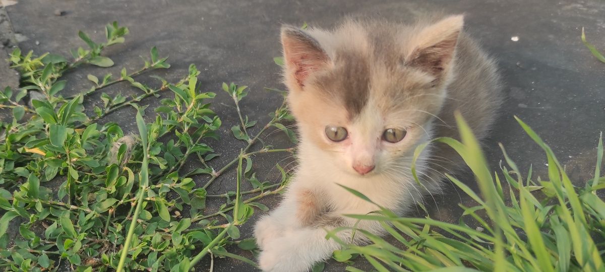 Котики в добрi руки