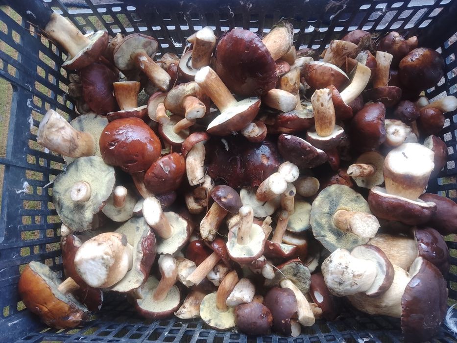 Гриби Польські свіжі та сушені