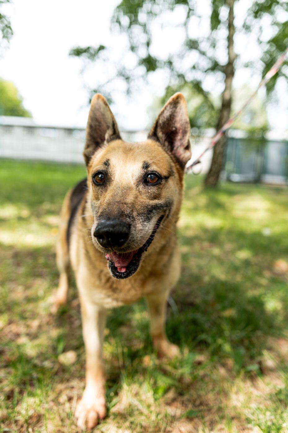 Pilna adopcja! Starszy, spokojny pies, błagamy o dom