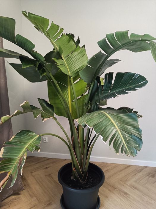 Strelicja duża 200 wysokości trzy rośliny w jednej dużej donicy