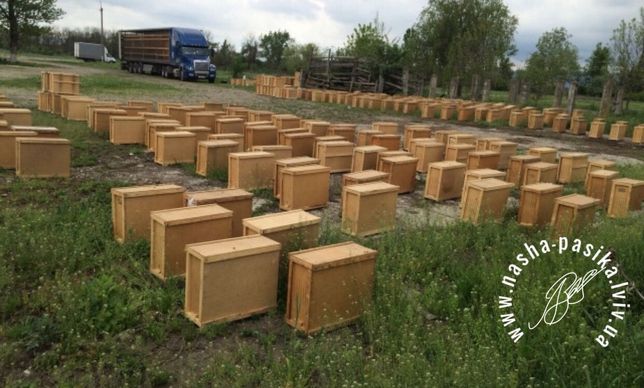 Карпатка,Бджолопакети,Продаємо Бджолопакети, Доставка по всій Україні