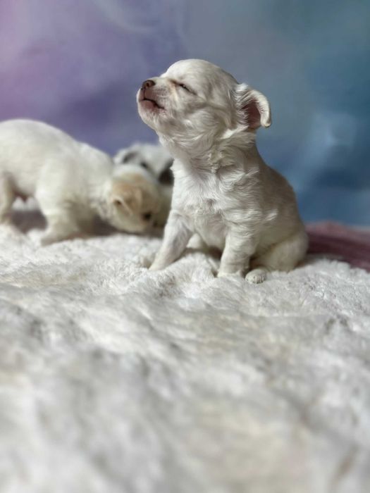CZAKRA Suczka długowłosa Chihuahua biała szczeniak