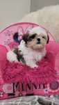 Śliczna suczka rasy shih tzu + wyprawka