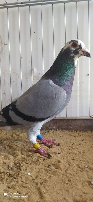 Gołąb Pocztowy Samiec