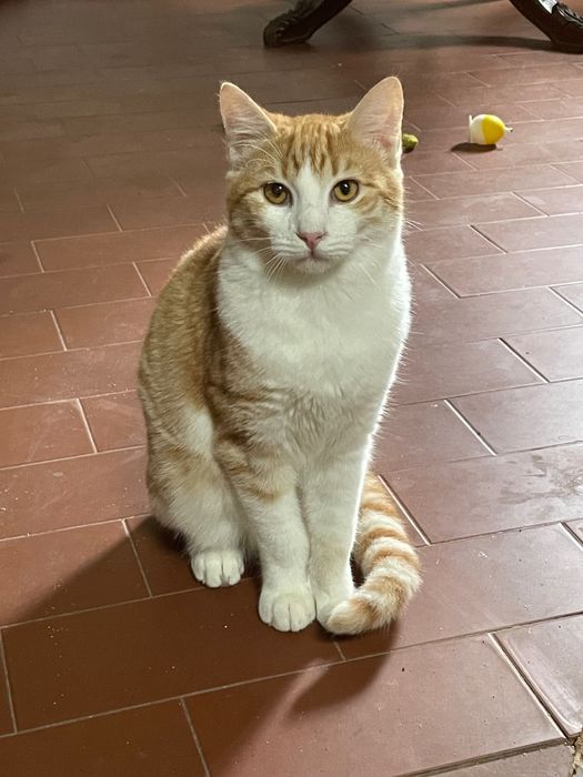 Gatinhos para adopção responsável