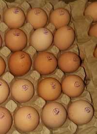 Яйцо инкубационное голошейки королевской от маточного поголовья Венг