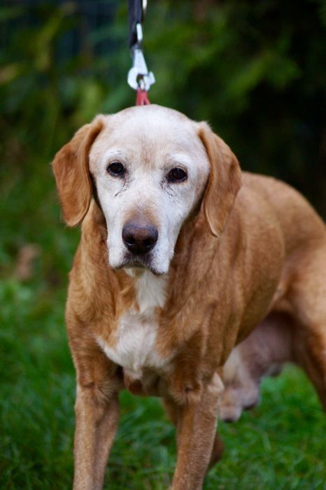 Staruszek Tymek pilnie potrzebuje domu