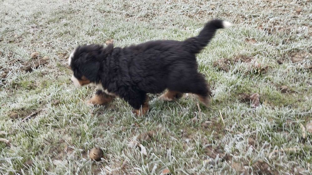 Berneński Pies Pasterski