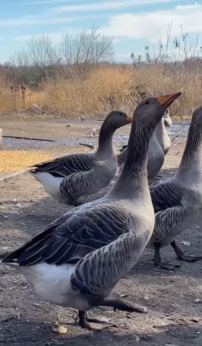 Жива домашня птиця