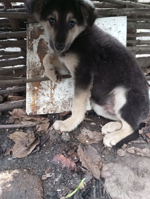 Віддаємо маленьке цуценя