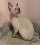 Kocurek Devon rex liliowy point.