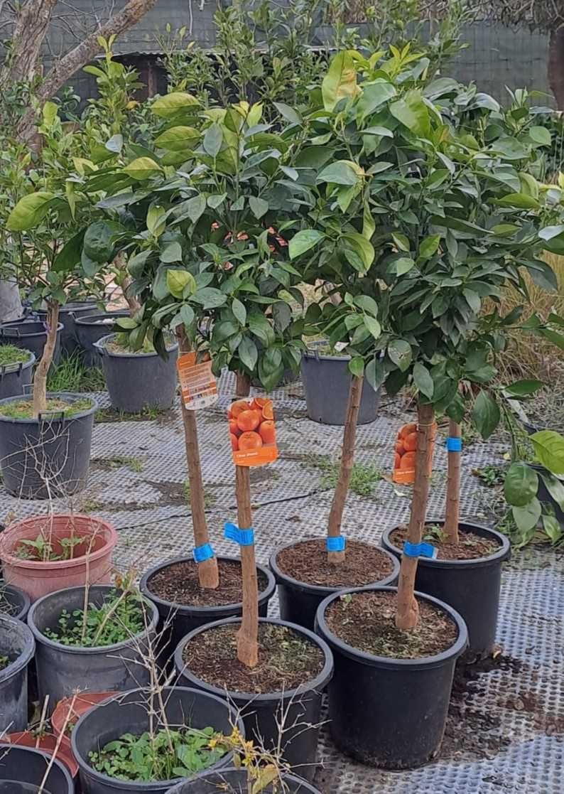 LARANJEIRAS (Citrus Sinensis)