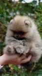 szpic mniaturowy piesek pomeranian FCI