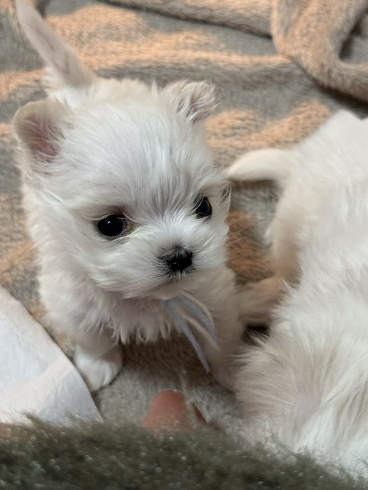 Malutki chlopczyk z rodowodem FCI