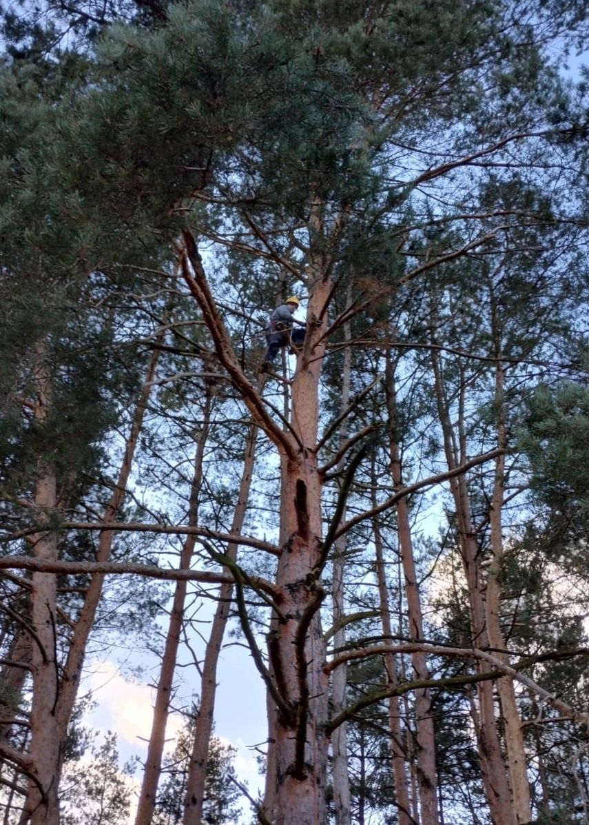 Wycinka drzew metodą alpinistyczna