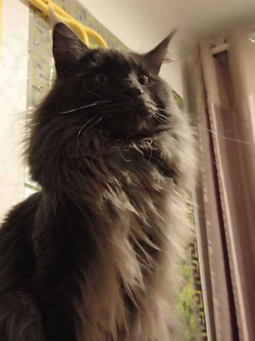 В'язка котів Мейн-кун. З 
 документами та без документiв.