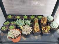 Suculentas diversas