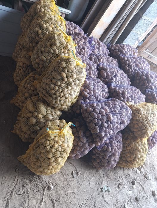 Ziemniaki odpadowe , drobne.