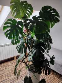 Monstera kwiat ozdobny