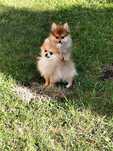 Szpic Miniaturowy Pomeranian Suczka