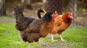 Kury nioski młode ! Rossa mess leghorn senny Lohmann ! ZAPRASZAM