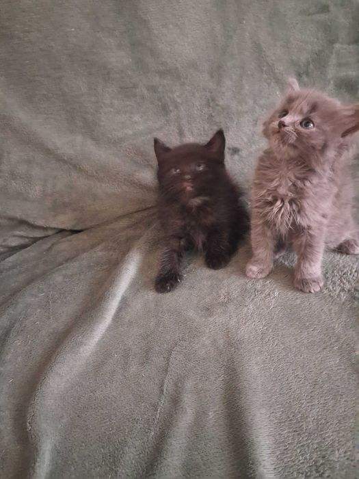 Віддам котиків в добрі руки