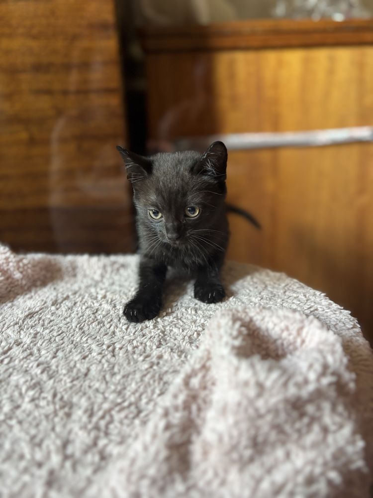 ВІДДАМ безкоштовно кошенят