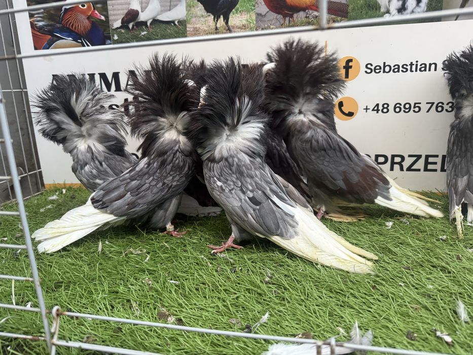 Gołębie. Perukarze. Perukarz andaluz. Możliwy transport.