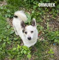 8kg, 2 lata Chmurek do adopcji