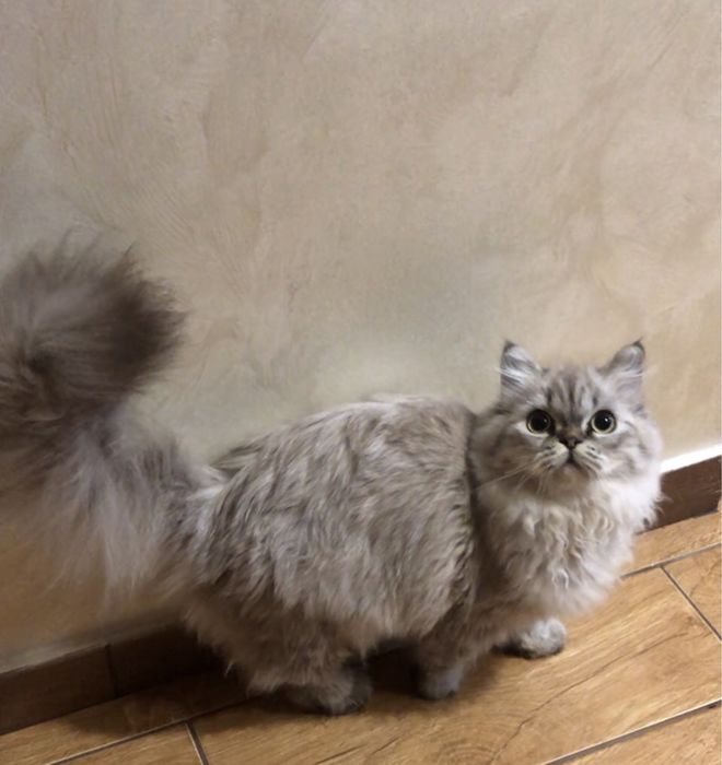 Страйт  котёнок девочка