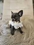 Chihuahua, prawdziwy rodowód