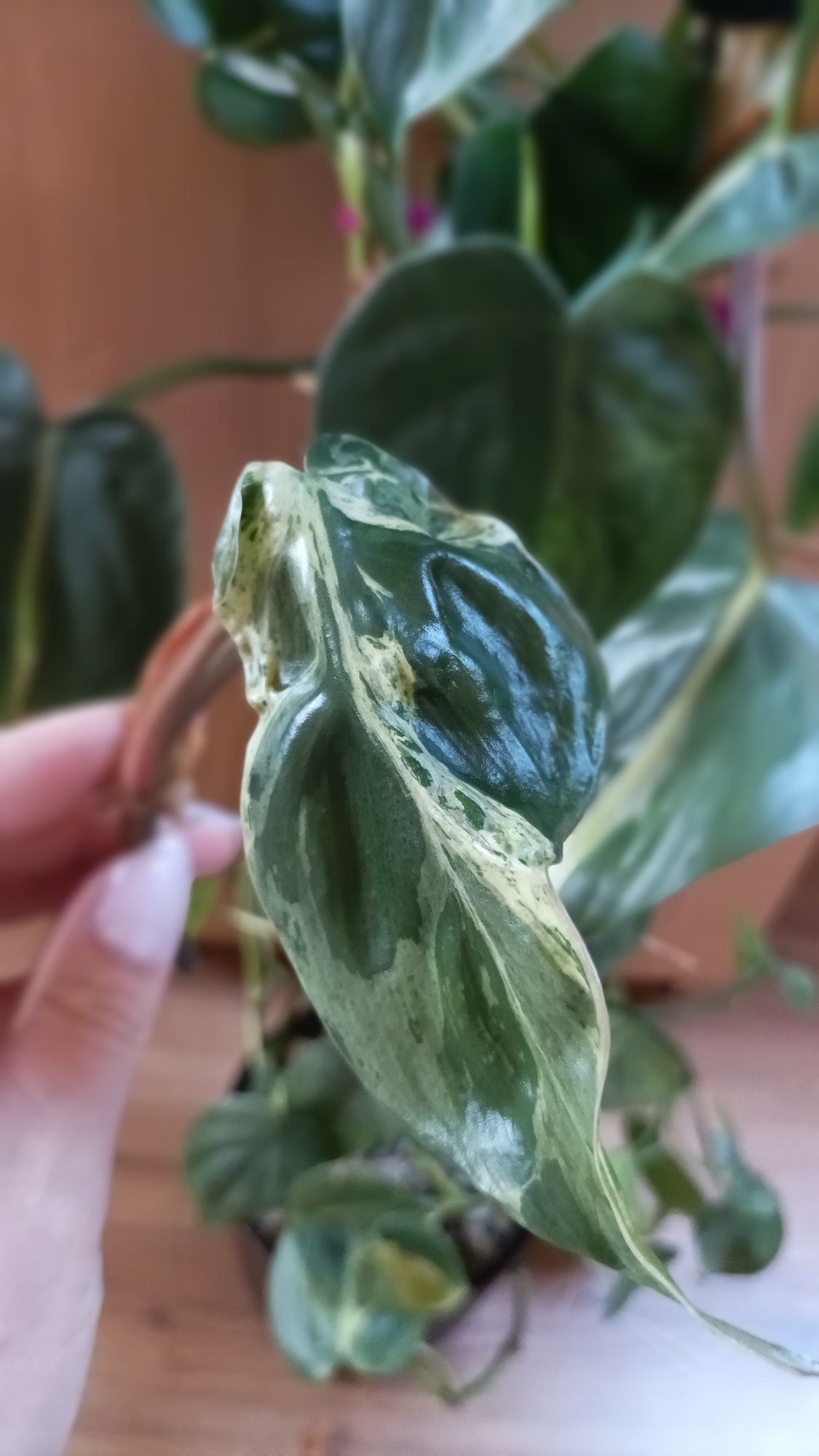 Philodendron oxycardium variegata