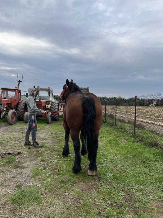 Sprzedam klacz Arden Polski